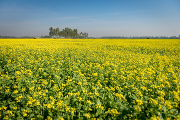 Obraz premium Beautiful Mustard Flower Field In Bangladesh