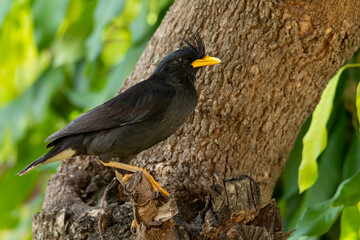 White-vented Myna perching on a tree branch