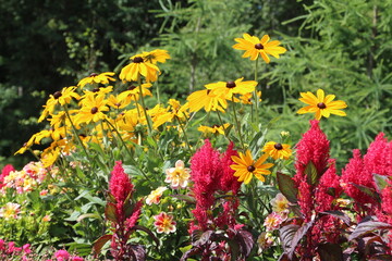 Gardens In Bloom, U of A Botanic Gardens, Devon, Alberta