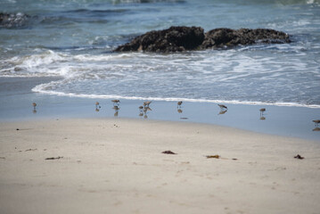 Sandpipers on the beach in Fort Bragg, California