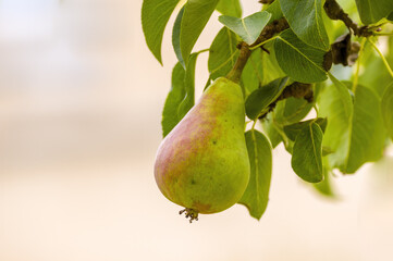 a delicious juicy pear on a tree in the seasonal garden