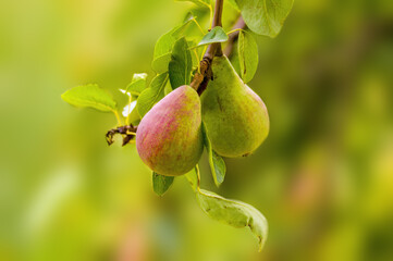 a delicious juicy pear on a tree in the seasonal garden