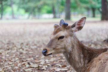 Close-up of a deer face in Nara Park.