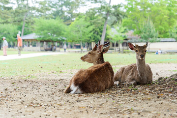 Two deer relax in Nara Park, where tourists are less likely to visit due to the declaration of a state of emergency for the prevention of COVID-19 infection in Nara Prefecture, Japan, on May 13, 2020.