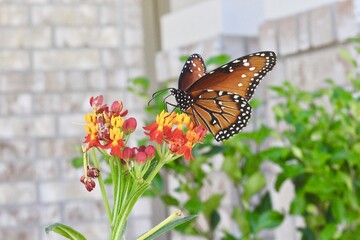 Close up of a beautiful Monarch Butterfly Wings resting on milkweed in the sunlight
