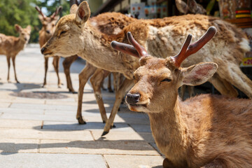 Naklejka na ściany i meble Deer sit and relax in front of a tourist-free souvenir shop in Nara, Japan, May 13, 2020, under a state of emergency declared by COVID-19.