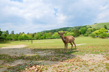 Deer grazing on the mountain in Wakakusa, Nara on a clear day in early summer