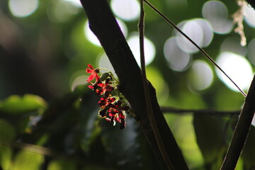 red Bilimbi flowers, close up Bilimbi flowers on a branch tree, Indonesia landscape, Indonesian photographer