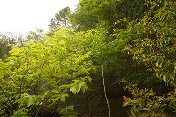 green leaves in the forest