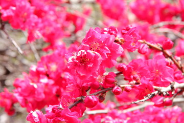 桃の花19