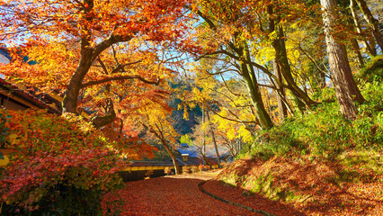 もみじの絨毯を敷き詰めた散策路