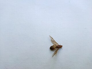 Winged ants, On a white background.