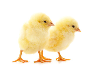 Two small chickens.