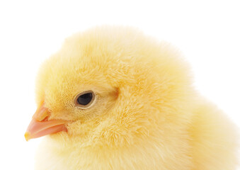 Small yellow chicken.
