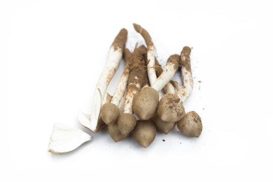 Termite mushrooms on white background,Termitophilae ,Termitomyces fuliginosus Heim.