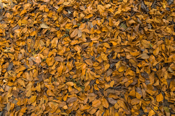 Brown and yellow fallen leaves background