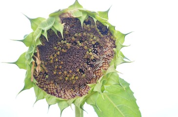 ひまわり　咲き終り　終焉