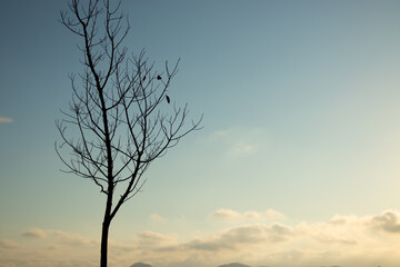 lonely tree in the sunset