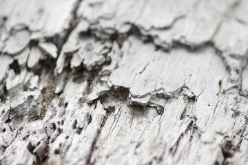 dry tree