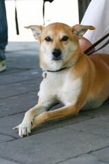jack russell terrier puppy