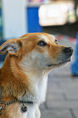 jack russell terrier puppy