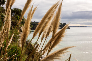 New Zealand native grass plant Toetoe