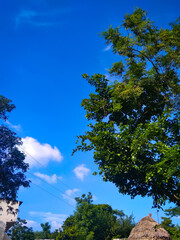 trees in the blue sky.