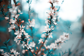 Fresh spring flowers on the branches. Blurred background.