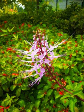 Flowers in the garden 