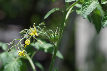 緑のミニトマトと黄色い花