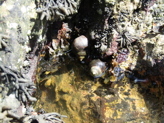 Rockpool life in the Mumbles (Swansea)
