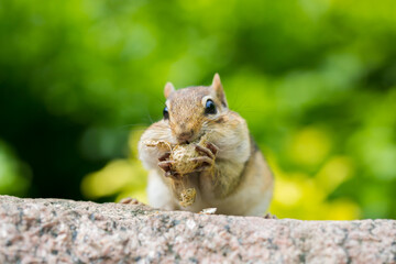 Chipmunk having peanuts