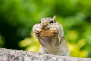 Stoff pro Meter Streifenhörnchen mit Erdnüssen © Are you L' coholic?