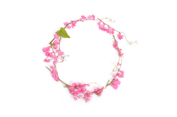 pink flower circle isolated