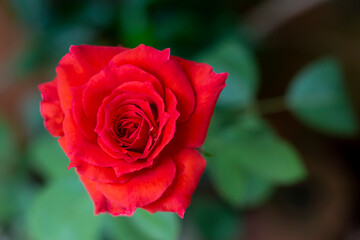 Gorgeous red rose in the garden.