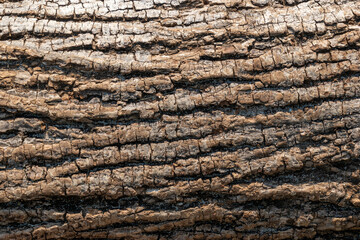tree bark texture