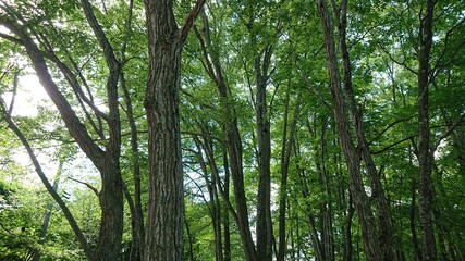 green bamboo forest