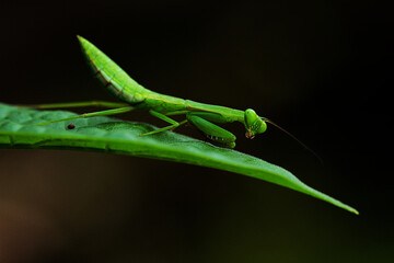 Cute Mantis