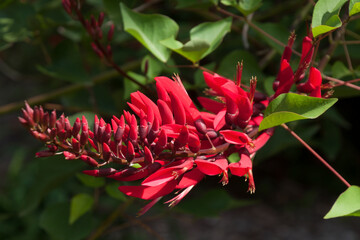 Sydney Australia, red flower stem of a  Erythrina × bidwillii tree