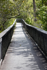 Obraz premium boardwalk in forest