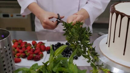 Close-up of a pastry chef decorating a cream cake with chocolate strawberries, blueberries and mint on the table in the pastry shop. A woman cuts off mint leaves to decorate a cake.