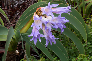 Sydney Australia, mauve flowers of a worsleya procera with arching leaves © KarinD