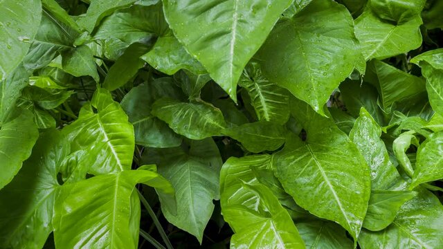 Footage 4k Hyperlapse, Fresh green leaves on a tree sway in the wind, Beautiful background pattern of green leaves, Lush foliage, greenery in a paradise garden. Abstract natural dark green jungle.