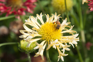 Sydney Australia, pale yellow Lorenziana Gaillardia or  fanfare blanket flower with bee 