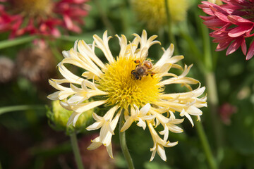 Sydney Australia, pale yellow Lorenziana Gaillardia or  fanfare blanket flower with bee 