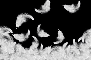 Obraz premium Light fluffy a white feathers falling down in the air. Feather abstract on black background.