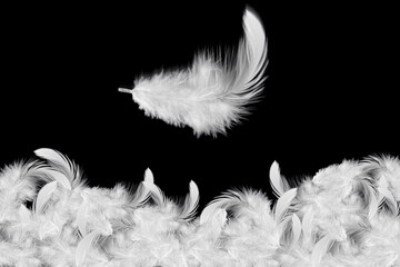 Light fluffy a white feather falling down in the air. Feather abstract on black background.