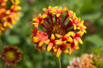 Sydney Australia, vibrant Lorenziana Gaillardia fanfare blanket flower in garden