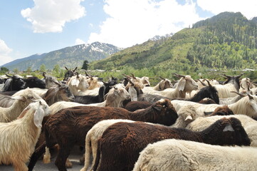flock of sheep