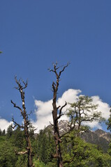 snow covered mountains, Himalayas